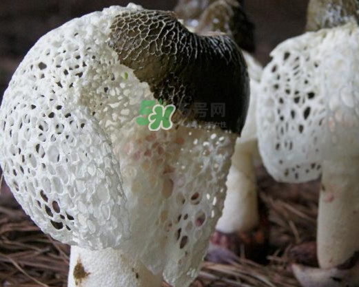 竹蓀有肥皂味正常嗎？竹蓀有酒味了還能吃嗎