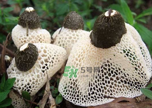竹蓀是發(fā)物嗎？竹蓀是涼性的嗎