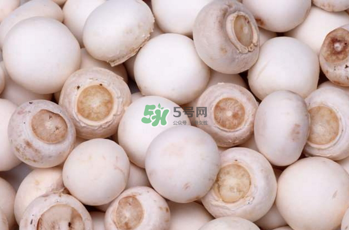 蘑菇能放冰箱嗎？蘑菇能放冰箱多長時間？