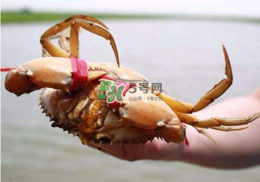 黃油蟹什么季節(jié)吃最好？黃油蟹產(chǎn)地