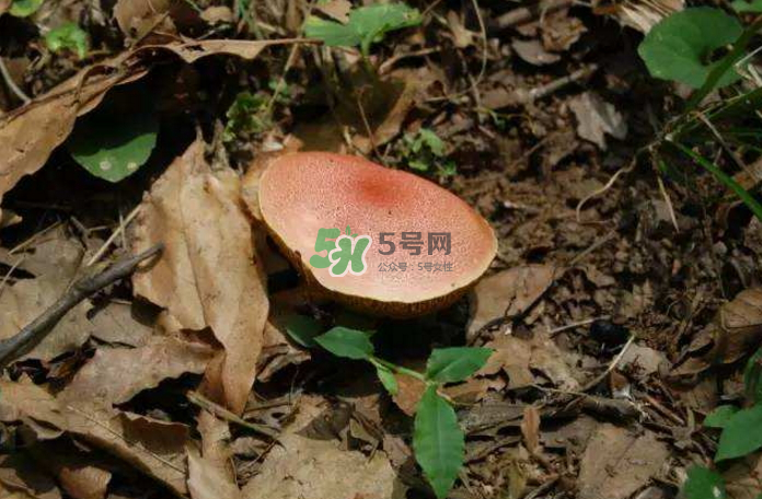 蘑菇中毒怎么辦？蘑菇中毒的癥狀