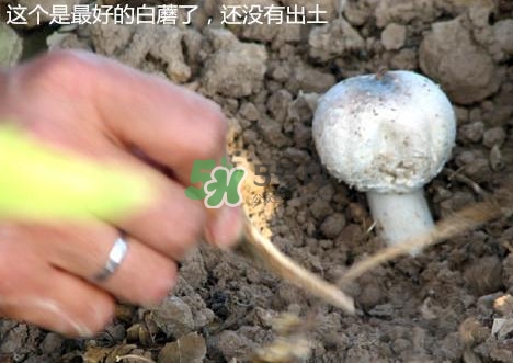 白蘑菇是什么種類(lèi)？白蘑菇怎么洗才洗得干凈