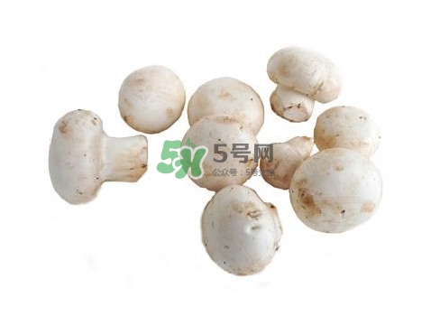 口蘑是什么蘑菇？口蘑長(zhǎng)什么樣子？