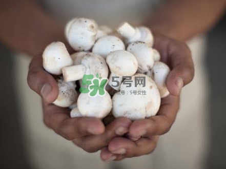 口蘑是發(fā)物嗎？口蘑是白蘑菇嗎