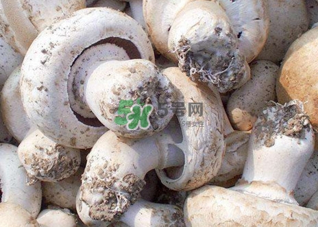 口蘑是什么蘑菇？口蘑長(zhǎng)什么樣子？