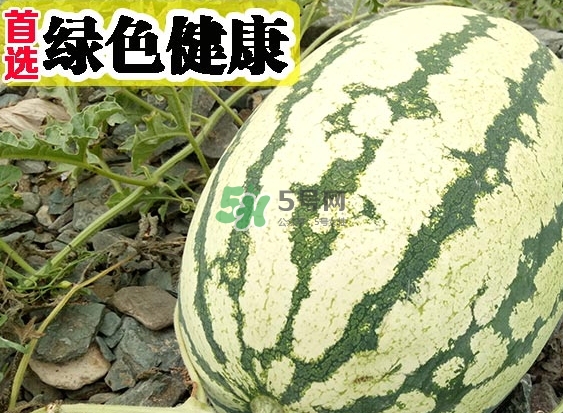 石頭瓜什么時(shí)候上市？石頭瓜多少錢一斤？