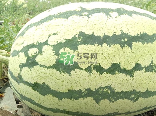 石頭瓜什么時(shí)候上市？石頭瓜多少錢一斤？