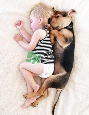 孕婦能養(yǎng)狗嗎？孕婦養(yǎng)狗注意事項(xiàng)