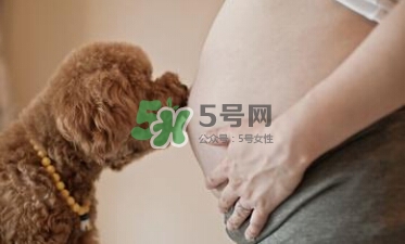 孕婦不能養(yǎng)寵物嗎？為什么孕婦不能養(yǎng)寵物？