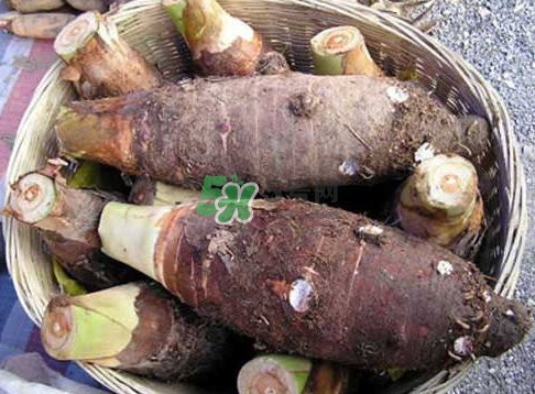 香芋和芋頭是一樣的嗎？香芋和芋頭有什么區(qū)別