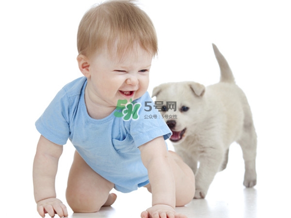 孕婦能養(yǎng)狗嗎？孕婦養(yǎng)狗注意事項(xiàng)