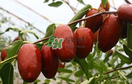 秋季吃什么水果最好？秋季常吃什么水果比較好？
