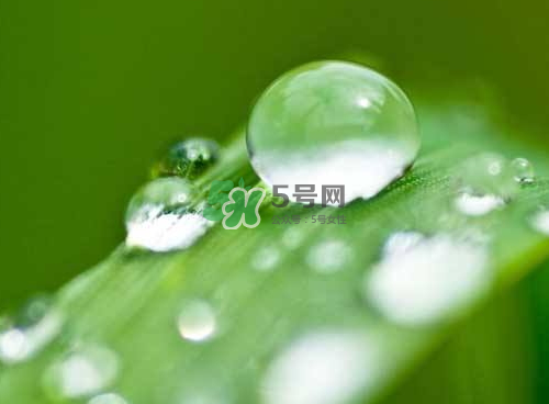 白露可以種什么菜？白露過后能種植什么蔬菜？