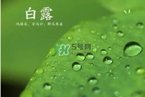 白露可以種什么菜？白露過后能種植什么蔬菜？