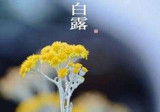 白露可以種什么菜？白露過后能種植什么蔬菜？