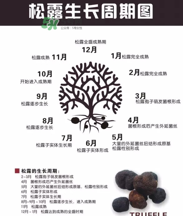 松露是什么樣子的？松露是怎么形成的