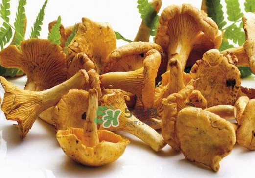 雞油菌怎么做好吃？雞油菌怎么吃