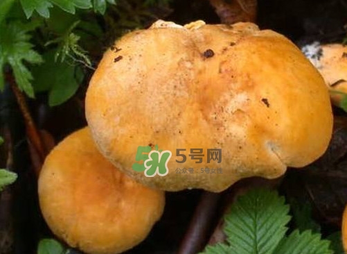 新鮮雞油菌怎么保存？干雞油菌怎么保存