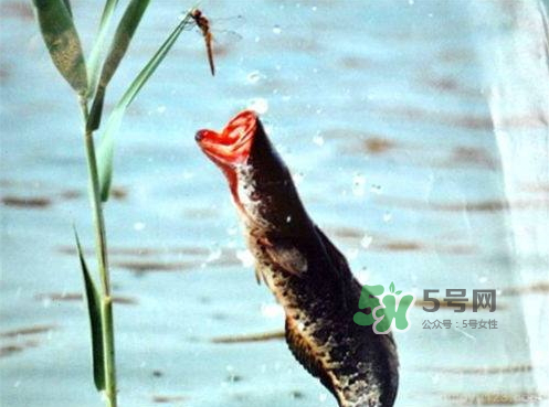 九月份可以釣黑魚嗎？9月份可以釣黑魚嗎？