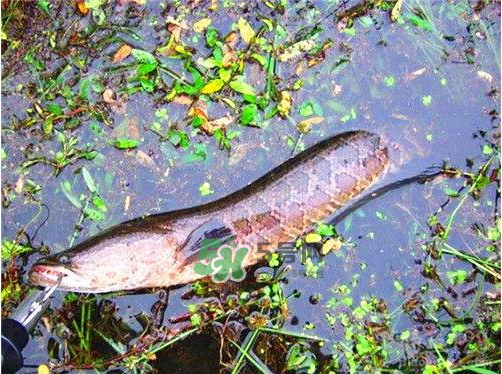 九月份可以釣黑魚嗎？9月份可以釣黑魚嗎？