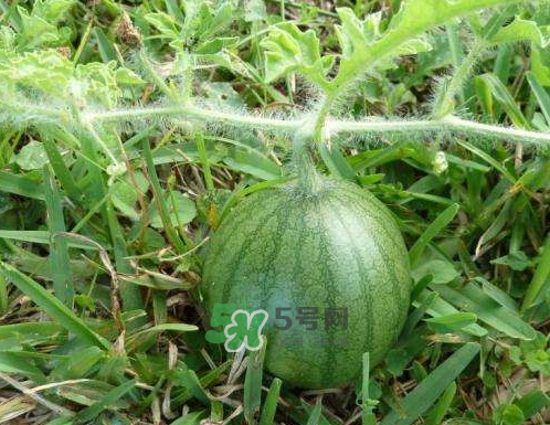 9月份可以種西瓜嗎？九月份種西瓜會(huì)結(jié)果嗎？