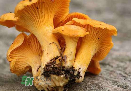 雞油菌什么季節(jié)有？雞油菌什么時(shí)候采摘