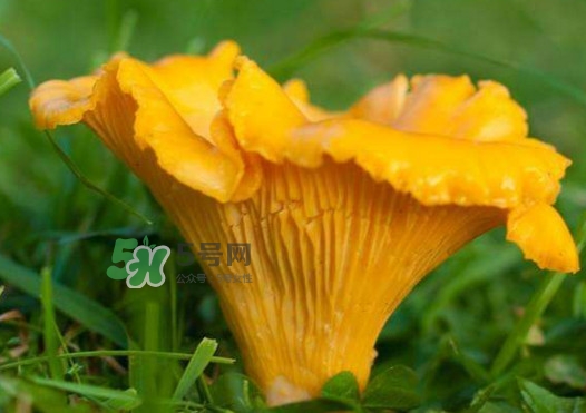雞油菌孕婦能吃嗎？孕婦可以吃雞油菌嗎