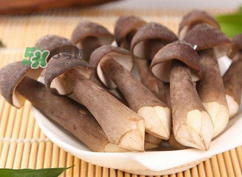 雞樅菌什么人不能吃？雞樅菌哪些人能吃