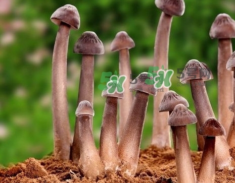 雞樅菌多少錢一斤？干雞樅菌多少錢一斤