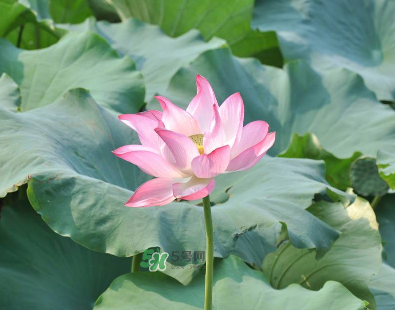 荷花桿可以吃嗎？荷花桿怎么吃？
