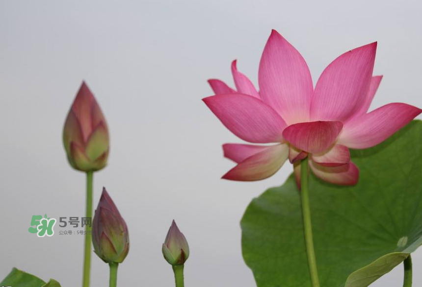 荷花桿可以吃嗎？荷花桿怎么吃？