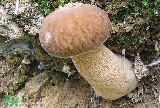 牛肝菌種類有哪些？牛肝菌與什么食物相克