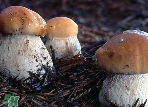 牛肝菌要泡發(fā)多久？牛肝菌怎么清洗