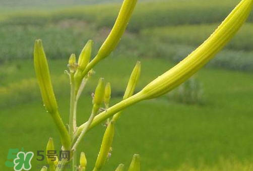 黃花菜是植物的什么部分？黃花菜要去芯嗎？