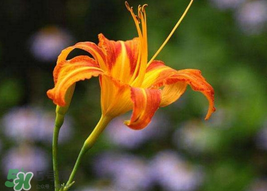 黃花菜開花了還能吃嗎？開花的黃花菜可以吃嗎