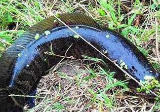 九月份可以釣黑魚嗎？9月份可以釣黑魚嗎？
