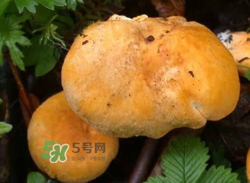 雞油菌是寒性的嗎？雞油菌是發(fā)物嗎