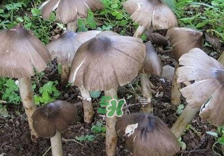 雞樅菌什么人不能吃？雞樅菌哪些人能吃