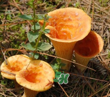 雞油菌怎么做好吃？雞油菌怎么吃