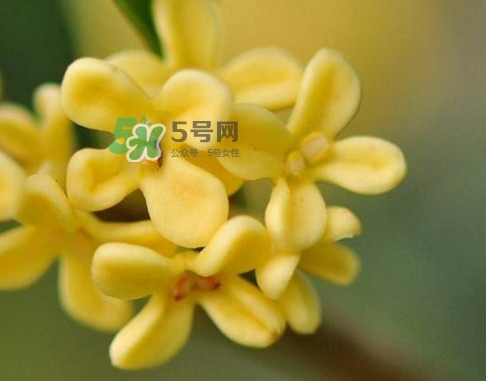 家里為什么不能種桂花？桂花為什么不能栽在家里