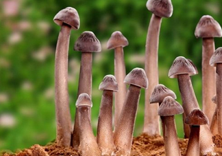 雞樅菌多少錢一斤？干雞樅菌多少錢一斤