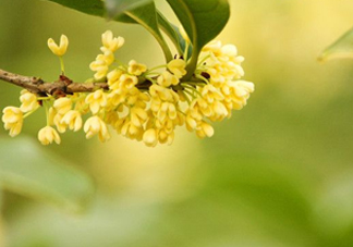 家里為什么不能種桂花？桂花為什么不能栽在家里