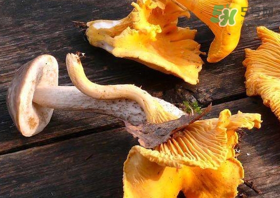 雞油菌什么季節(jié)有？雞油菌什么時(shí)候采摘