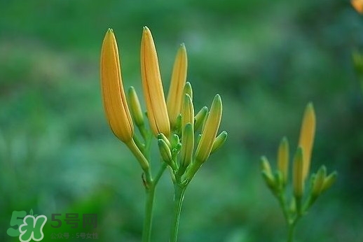 黃花菜什么時(shí)候種植？黃花菜什么時(shí)候采摘好