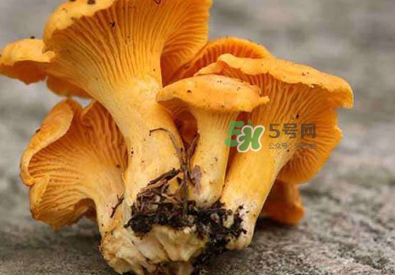 雞油菌孕婦能吃嗎？孕婦可以吃雞油菌嗎