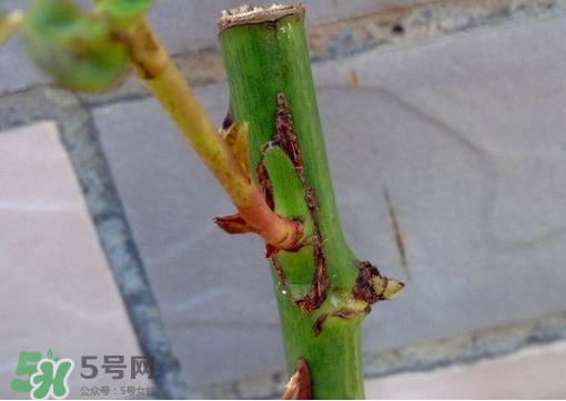 九月份能嫁接樹嗎？九月份怎么嫁接樹？