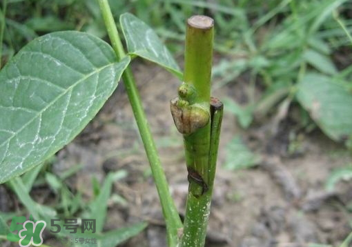 九月份能嫁接樹嗎？九月份怎么嫁接樹？