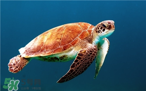 甲魚湯是涼性的嗎？甲魚湯的禁忌人群