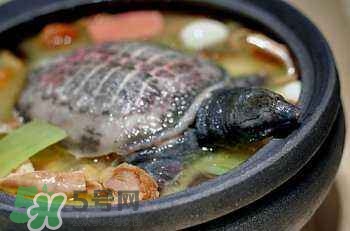 產(chǎn)婦能吃甲魚嗎？產(chǎn)婦能吃甲魚湯嗎？