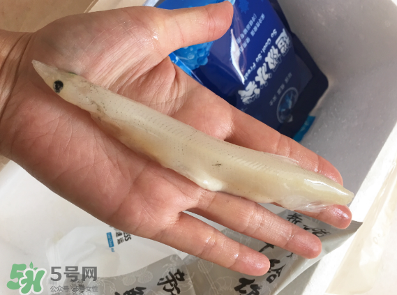 大銀魚多少錢一斤？大銀魚怎么洗？
